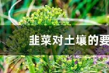 韭菜对土壤的要求