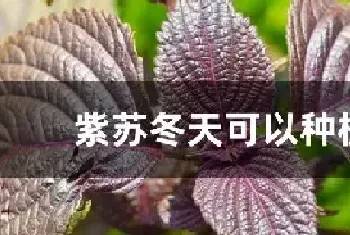 紫苏冬天可以种植吗