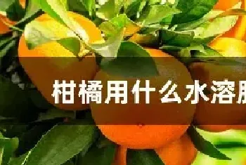 柑橘用什么水溶肥好