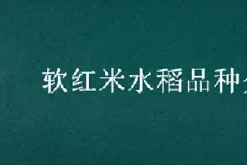 软红米水稻品种介绍