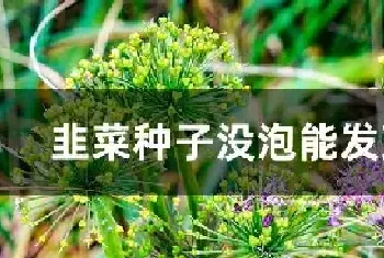 韭菜种子没泡能发芽吗?