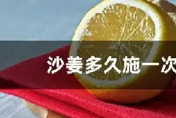 沙姜多久施一次肥