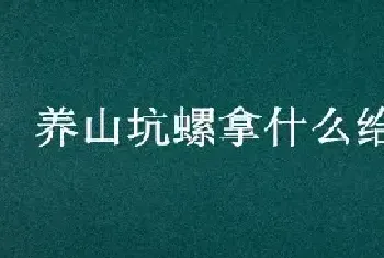 养山坑螺拿什么给它吃