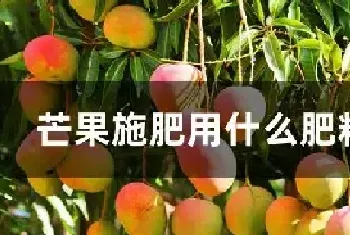 芒果施肥用什么肥料好呢