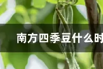 南方四季豆什么时候种