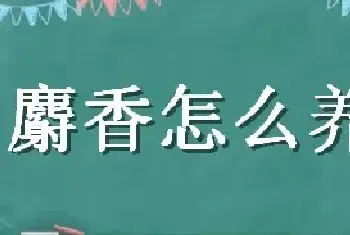 麝香怎么养殖