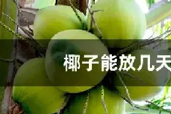 椰子能放几天