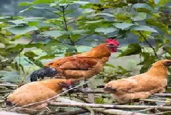 繁殖什么虫喂鸡最好