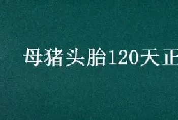 母猪头胎120天正常吗