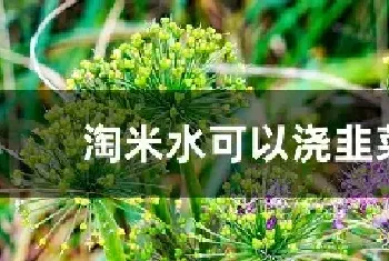 淘米水可以浇韭菜吗