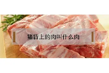 猪背上的肉叫什么肉