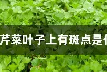 芹菜叶子上有斑点是什么原因