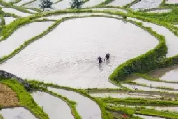 水田淹水期不适用哪种氮肥