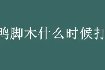 鸭脚木什么时候打顶合适