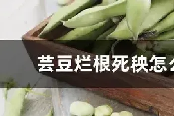 芸豆烂根死秧怎么治