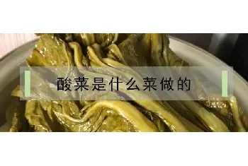 酸菜是什么菜做的