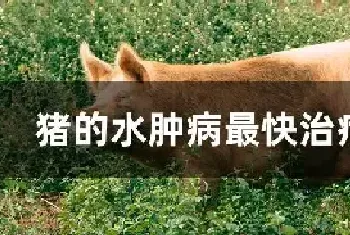 猪的水肿病最快治疗方法