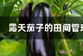 露天茄子的田间管理方法