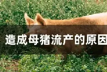 造成母猪流产的原因有哪些