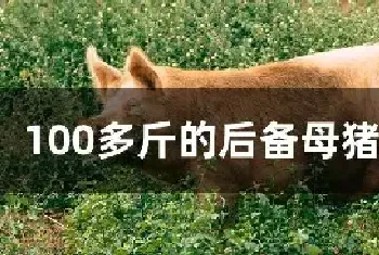 100多斤的后备母猪怎么喂