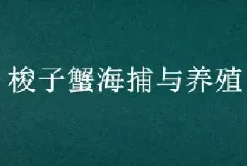 梭子蟹海捕与养殖的区别