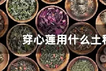 穿心莲用什么土种植