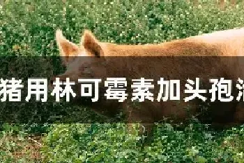 猪用林可霉素加头孢治疗什么