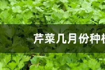 芹菜几月份种植