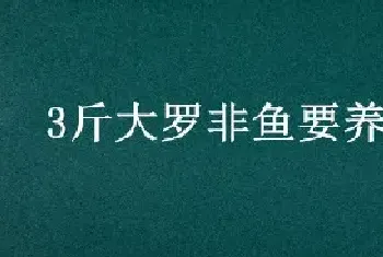 3斤大罗非鱼要养多久