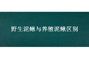 野生泥鳅与养殖泥鳅区别