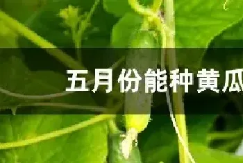 五月份能种黄瓜吗