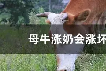 母牛涨奶会涨坏吗