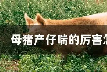 母猪产仔喘的厉害怎么办