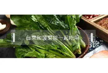 白菜和菠菜能一起吃吗