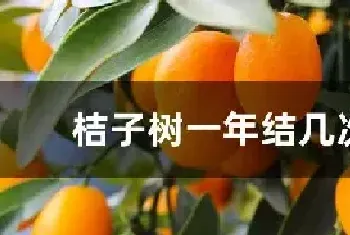 桔子树一年结几次果