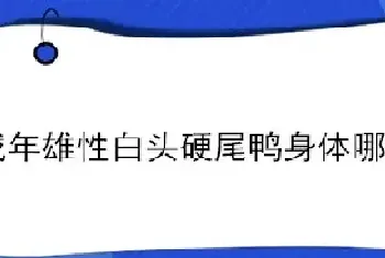 成年雄性白头硬尾鸭身体哪部分是蓝色