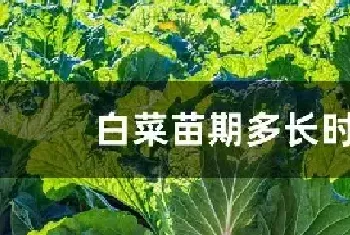 白菜苗期多长时间