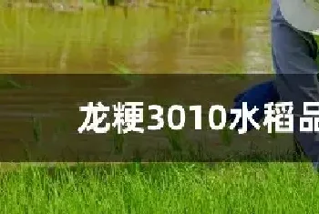 龙粳3010水稻品种