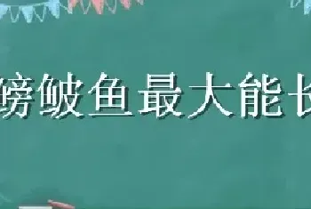 鳑鲏鱼最大能长多大