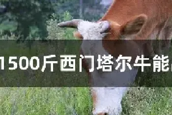 1500斤西门塔尔牛能出多少肉