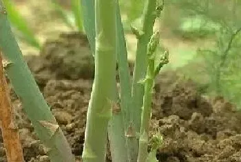 芦笋种植条件,适宜种植地区要求?