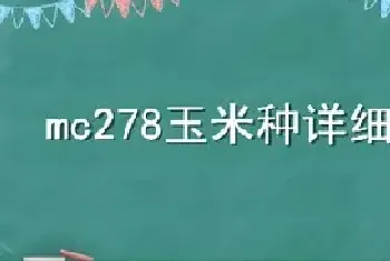 mc278玉米种详细说明