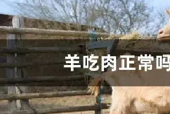 羊吃肉正常吗