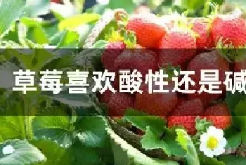 草莓喜欢酸性还是碱性土壤