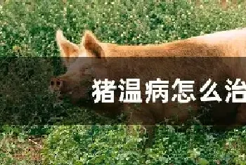 猪温病怎么治