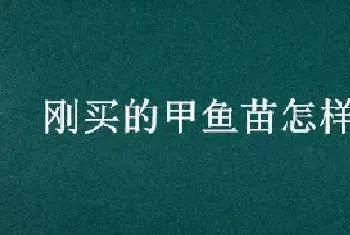 刚买的甲鱼苗怎样饲养