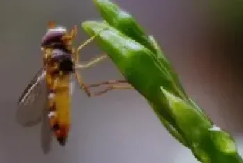 赤眼蜂在生物防治上的重要作用赤眼蜂的发育过程