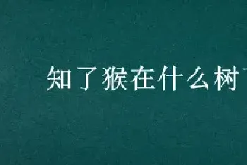 知了猴在什么树下多