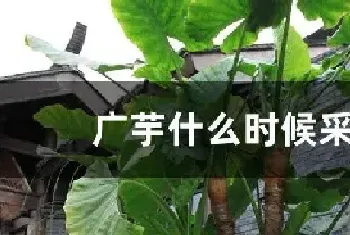 广芋什么时候采摘