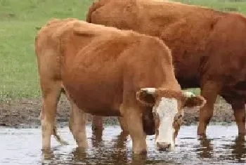 肉牛每天饮水量是多少